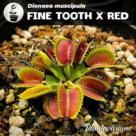 Jual Tanaman Karnivora Pemakan Serangga Venus Fly Trap Vft Fine Tooth