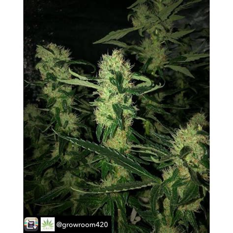 Tropical Cookies Feminized Cannabis Seeds From Growerschoice