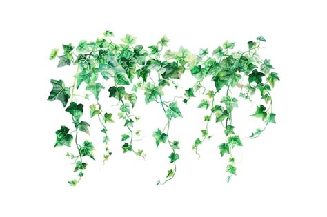 Watercolor Painting Of Lush Green Ivy Vines Vector Illustration Design