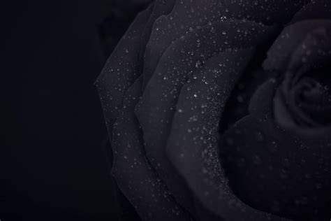 Unveiling the Meaning Behind the Mysterious Black Rose