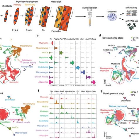 Maf Activates Fast Mature Muscle Gene Expression A UMAPs Depicting Maf