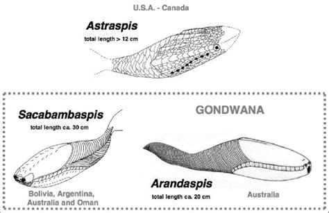 Ordovician Life Forms