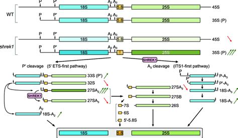 Working Model Of Shrek1 In Pre Rrna Processing Two Pre Rrna Processing