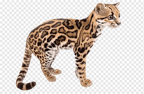 Tigrillo Leopardus Wiedii Png PNGWing