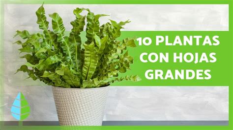 Descubre las mejores plantas de hojas grandes para embellecer tu jardín