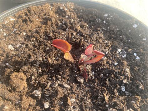 Repotting Venus Fly Traps Rvenusflytraps