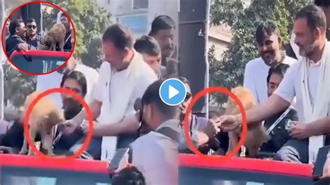 Video कुत्र्यांनी भाजपाचं काय घोडं मारलंय राहुल गांधींचा त्या