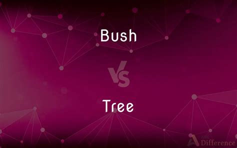 bush  tree whats  difference