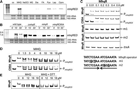 The Marr Type Repressor Mhqr Confers Quinone And Antimicrobial