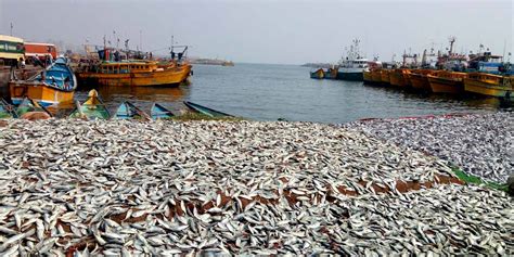 Fishing Harbour Vizag (History, Distance, Images & Location) - Vizag Tourism