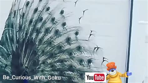 Peacock Dancing In Rain Video Youtube