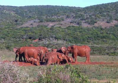 Addo Elephant Park Safari | Day Tour or 2 days