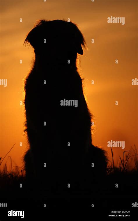 Silhouette Golden Retriever Hi Res Stock Photography And Images Alamy