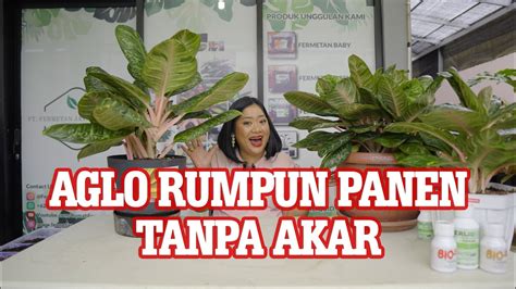 Propagasi Aglaonema Restiana Rumpun YG RUMPUN MAKIN RIMBUN Potong