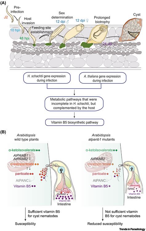 Cross Kingdom Vitamin B5 Biosynthesis And Cyst Nematode Susceptibility Trends In Parasitology