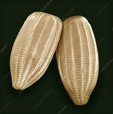 Cabbage white butterfly eggs, SEM - Stock Image - C007/4056 - Science ...