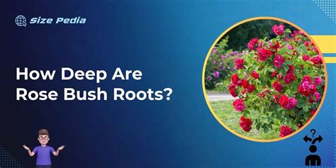 How Deep Are Rose Bush Roots