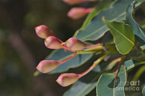 Flower Buds Of Eucalyptus Photograph By Joy Watson Fine Art America