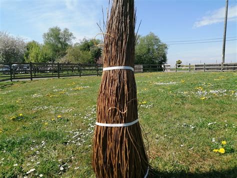 Somerset Willow Growers And Suppliers Musgrove Willows Willow