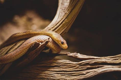 Legless Lizard Vs Snake How To Tell The Difference