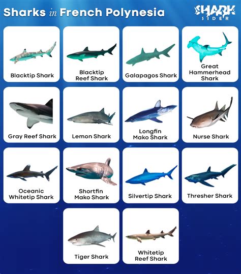 List Of Sharks In French Polynesia With Pictures