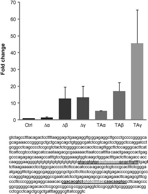 P63 Transcriptionally Regulates Bnc1 A Pol I And Pol Ii Transcription