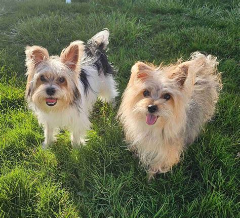 Ashley Vodzak Yorkshire Terrier Puppies For Sale In Washington Pa