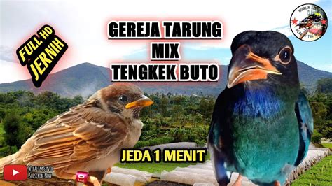 Masteran Gereja Tarung Mix Tengkek Buto Jernih Paling Di Cari Youtube