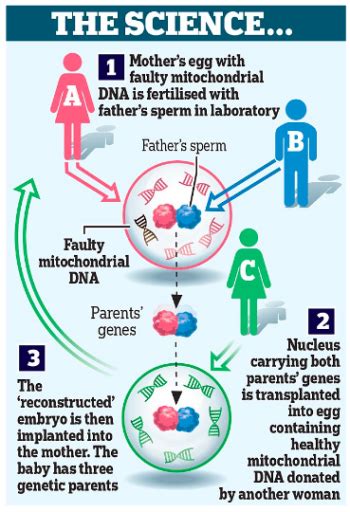 Mitochondrial Donation Treatment MDT PWOnlyIAS