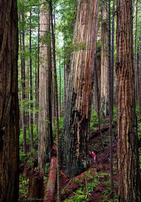 The Dark Horse Coast Redwood About The Largest Known Coast Redwood