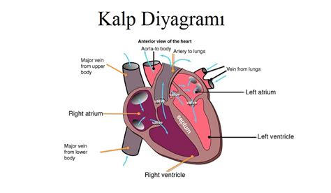 Kalp Fizyoloji