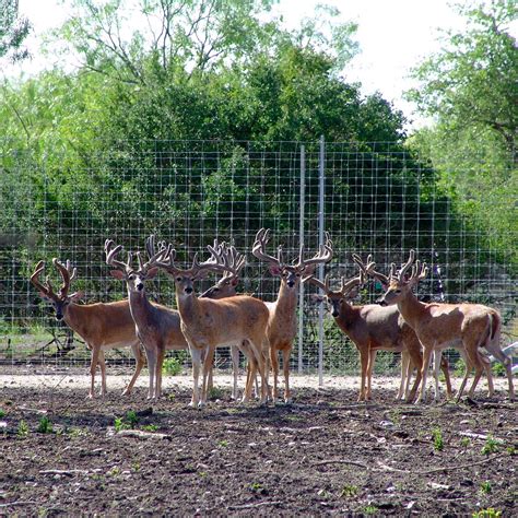 Deer Tuff Fixed Knot Fence Stay Tuff Fence