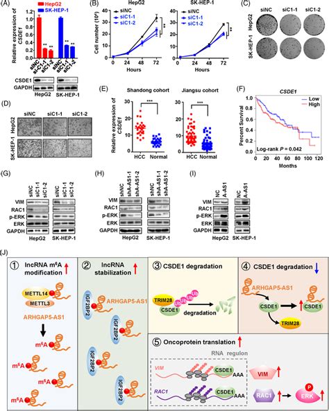 Arhgap5‐as1‐induced Upregulation Of Csde1 Promotes Translation Of Vim