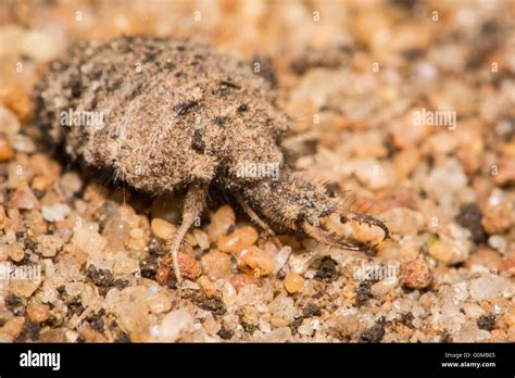Lion ant hi-res stock photography and images - Alamy
