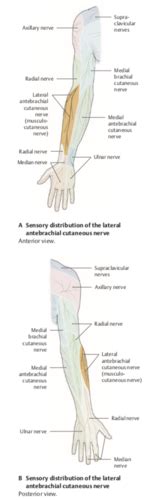 1 Cutaneous Innervation Of The Upper Limb Flashcards Quizlet