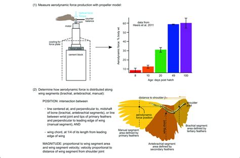 | Aerodynamic force calculations. Stepwise procedure showing how the ...