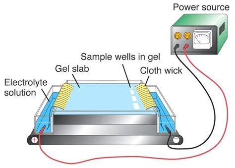 Electrophoresis Principle 3 Major Types And Techniques