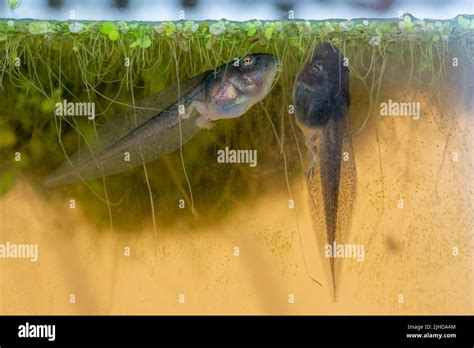 Issaquah, WA, USA. Pacific Tree Frog tadpoles with hind legs eating ...