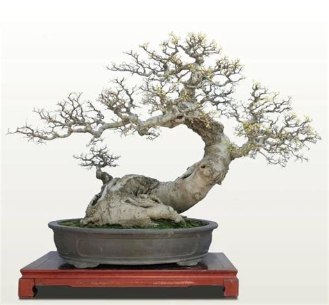 Ghim của NO 8 Hank trên A plus Cây kiểng bonsai Nghệ thuật vườn Cây