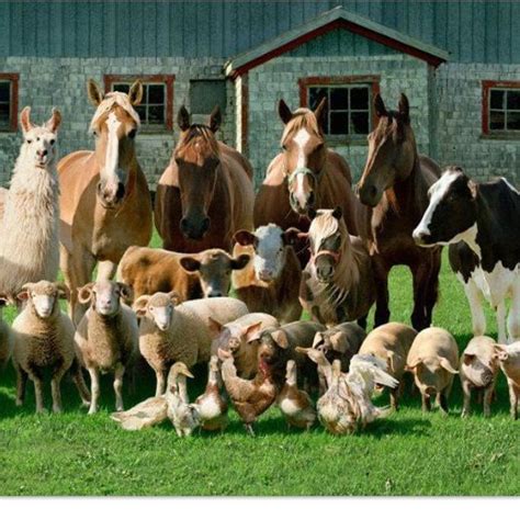 Something to learn: Farm animals vocabulary