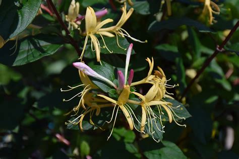 Purple Leaf Japanese Honeysuckle Lonicera Japonica Purpurea In San