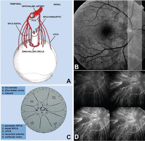 Anatomy of the Human Optic Nerve: Structure and Function | IntechOpen