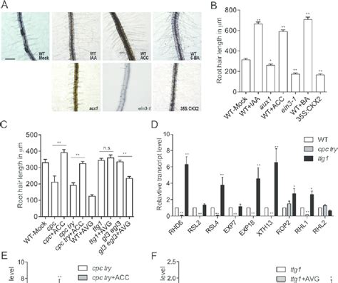 Effects Of Exogenous Auxin Ethylene And Cytokinin On Root Hair