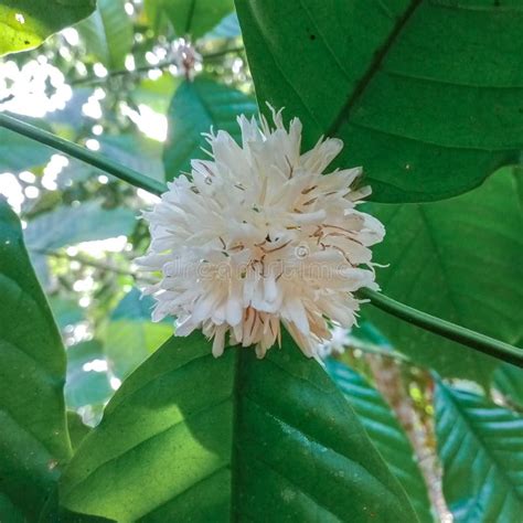 Arabica coffee flower stock photo. Image of food, evergreen - 246773710