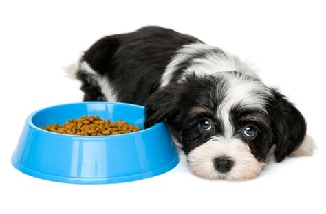 Quanto Tempo Um Cachorro Pode Ficar Sem Comer E O Que Fazer