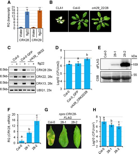 Figure From A Cysteine Rich Protein Kinase Associates With A Membrane