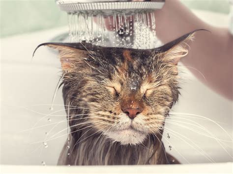 Pourquoi Les Chats N Aiment Ils Pas L Eau Mythe Ou R Alit