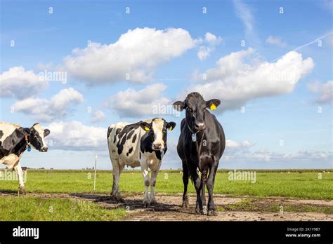 Cows Black And White Standing On A Path In A Field In The