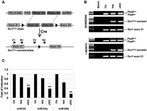 A Gene Targeting Strategy For Dicer Conditional Inactivation Achieved