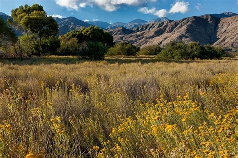 Big Morongo Canyon Preserve Morongo Valley All You Need To